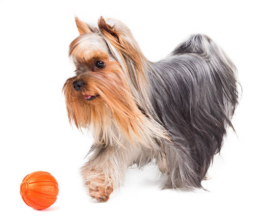 LIKER 5 Line - játék (narancssárga) kutyák részére (ø5cm)